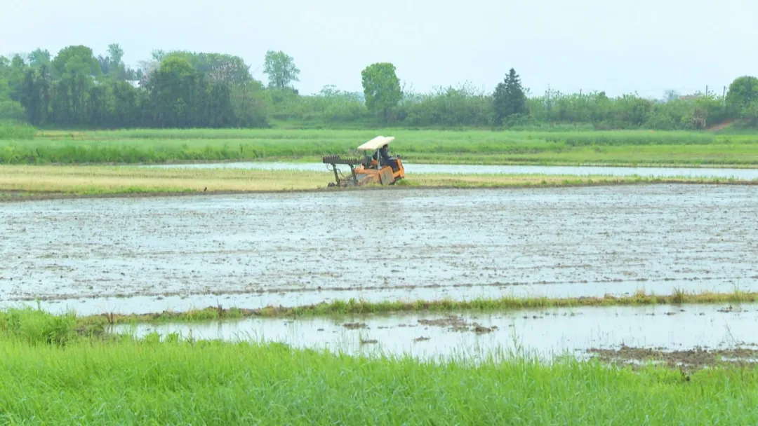 张迎春赴湘潭县、雨湖区调研春耕生产工作