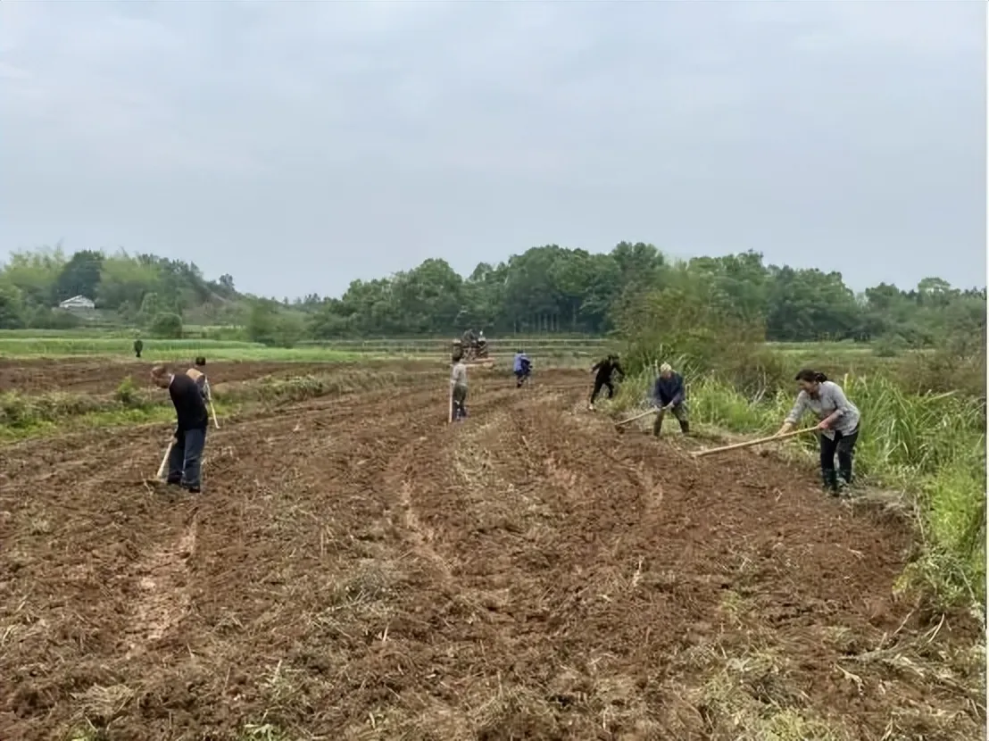 湘潭县“硬核”治理耕地抛荒