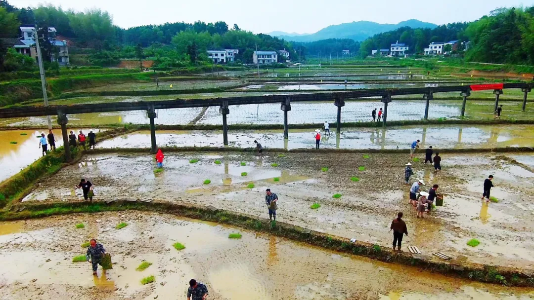湘潭县“硬核”治理耕地抛荒