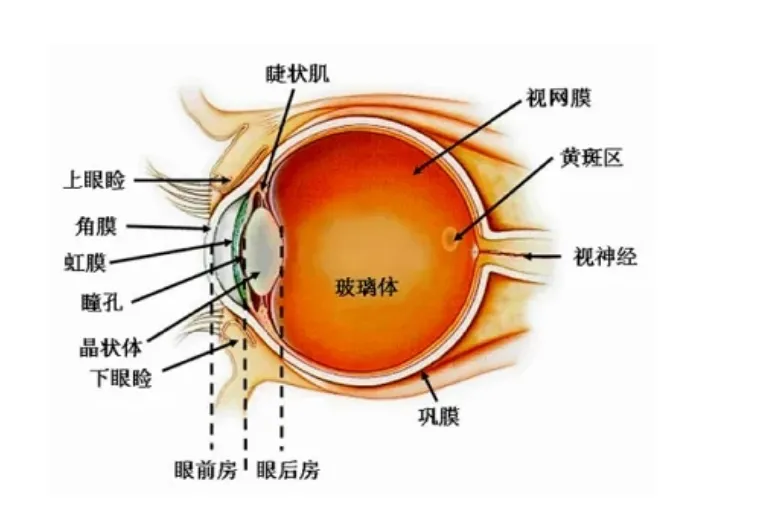 眼底出血该怎么办？专家建议这样做