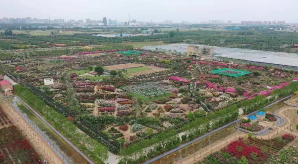 河南获嘉:擦亮“花木之乡”名片 绘出乡村振兴新画卷