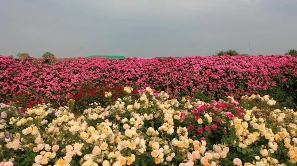 河南获嘉:擦亮“花木之乡”名片 绘出乡村振兴新画卷
