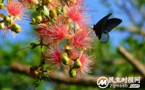 海南儋州：玉蕊花开 如诗如画