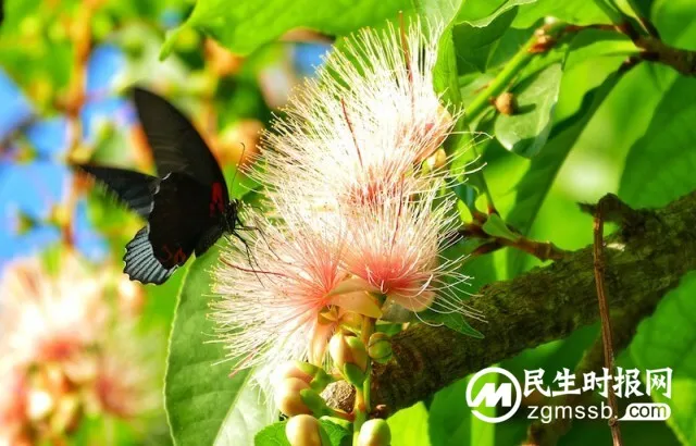 海南儋州:玉蕊花开 如诗如画 海南儋州:玉蕊花开 如诗如画