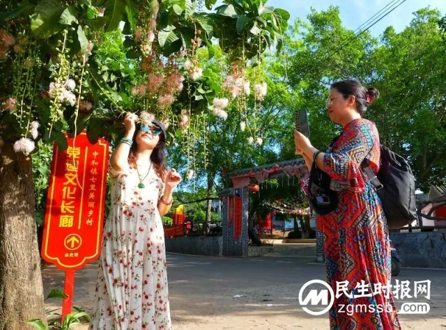 海南儋州:玉蕊花开 如诗如画 海南儋州:玉蕊花开 如诗如画