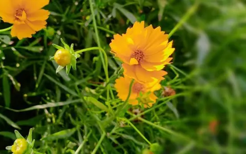 【北龙湖畔的金菊】