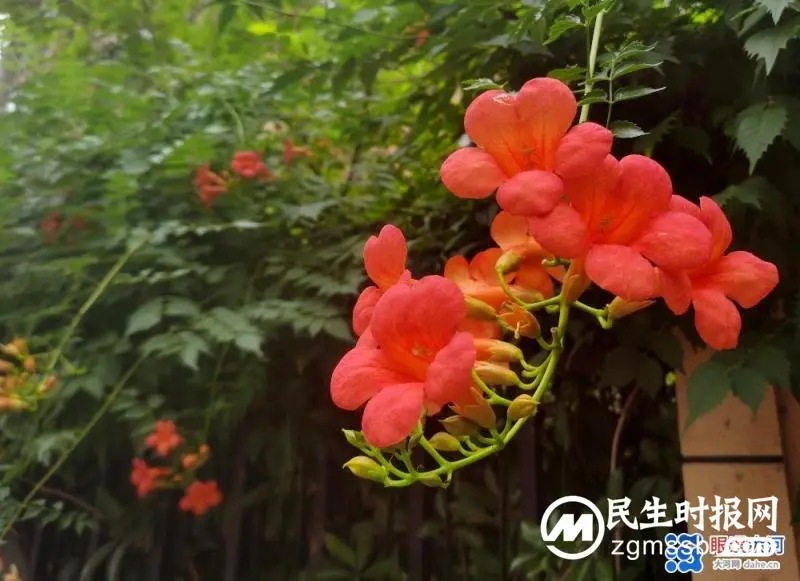 凌霄花开红艳艳