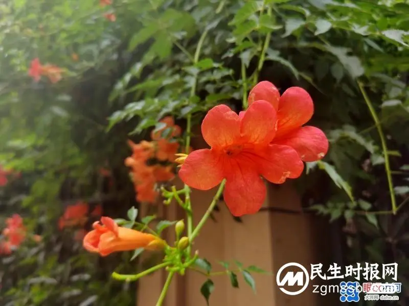 凌霄花开红艳艳