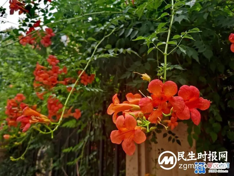 凌霄花开红艳艳