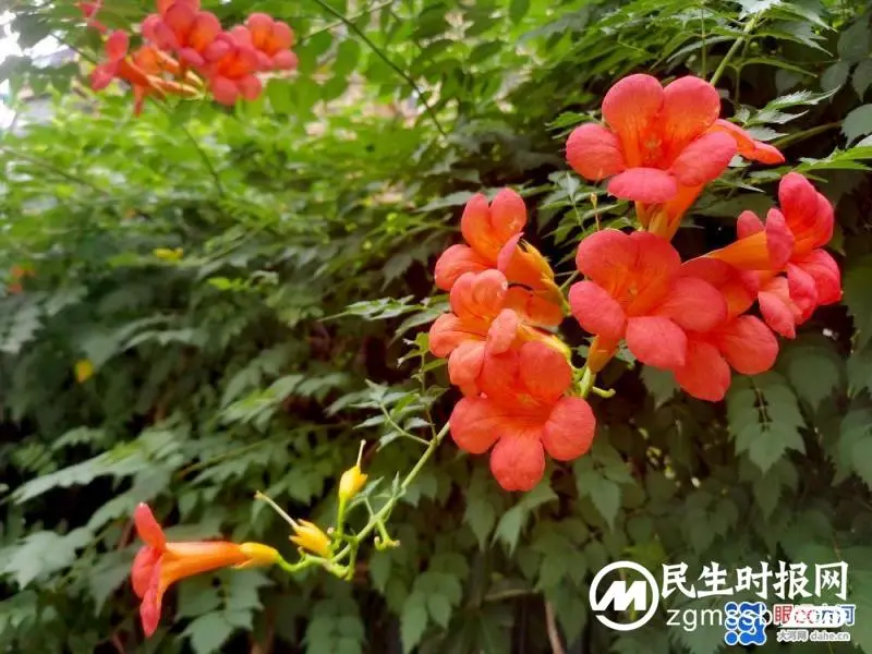 凌霄花开红艳艳