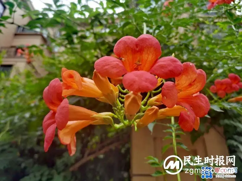 凌霄花开红艳艳