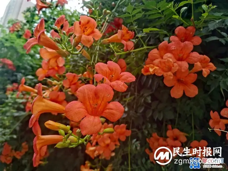凌霄花开红艳艳