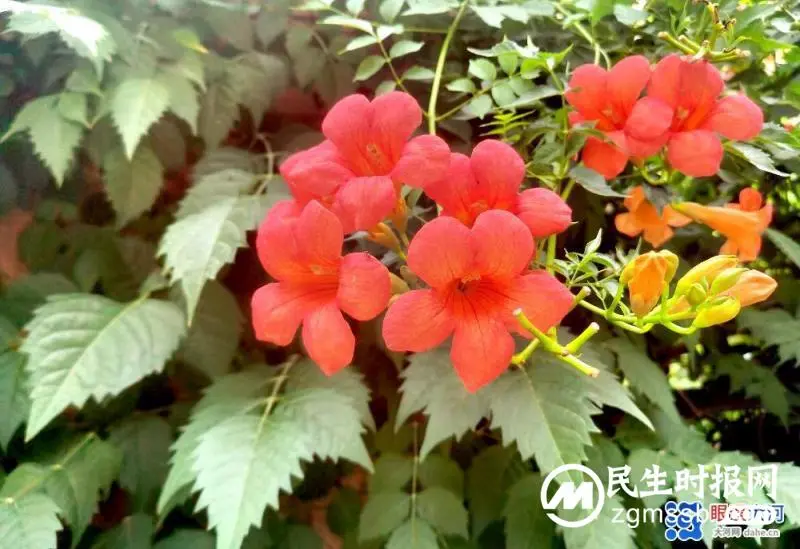 凌霄花开红艳艳