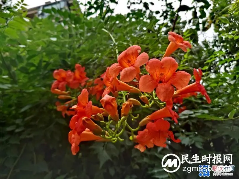 凌霄花开红艳艳