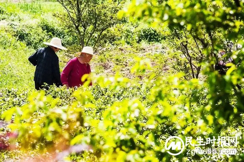 豫南一山村“美颜”后成了这个样子,绿色产业聚人气旅游开始升温 豫南一山村“美颜”后成了这个样子,绿色产业聚人气旅游开始升温