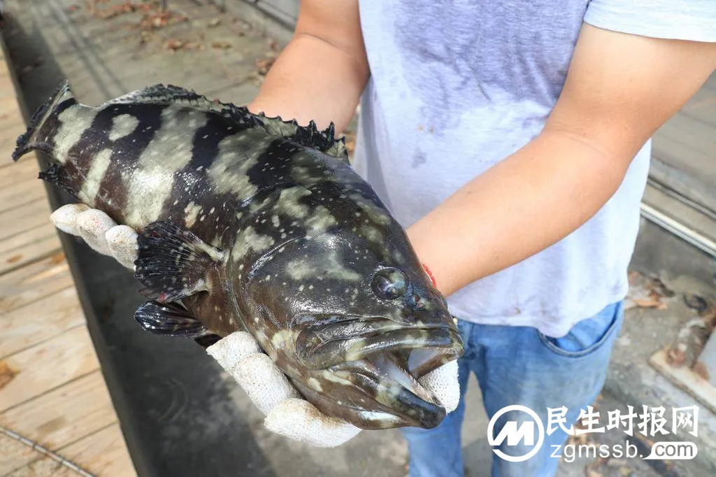 又要“掏钱挺石斑”?这次台湾人买不下去了… 又要“掏钱挺石斑”?这次台湾人买不下去了…
