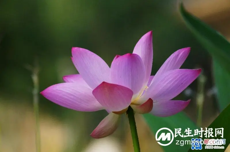 临江仙~明月