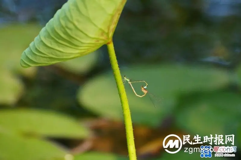 临江仙~明月
