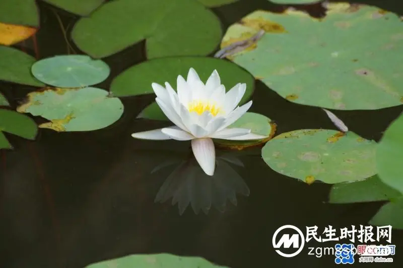 临江仙~明月