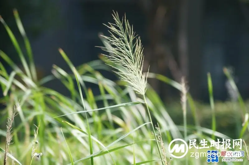 临江仙~明月