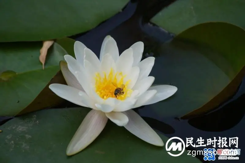 临江仙~明月