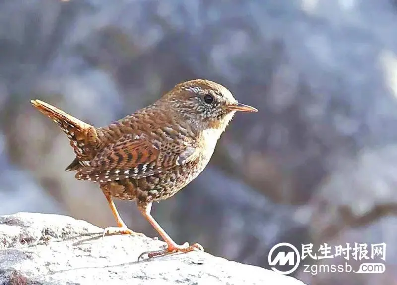 熄灯,让候鸟们回家吧 熄灯,让候鸟们回家吧