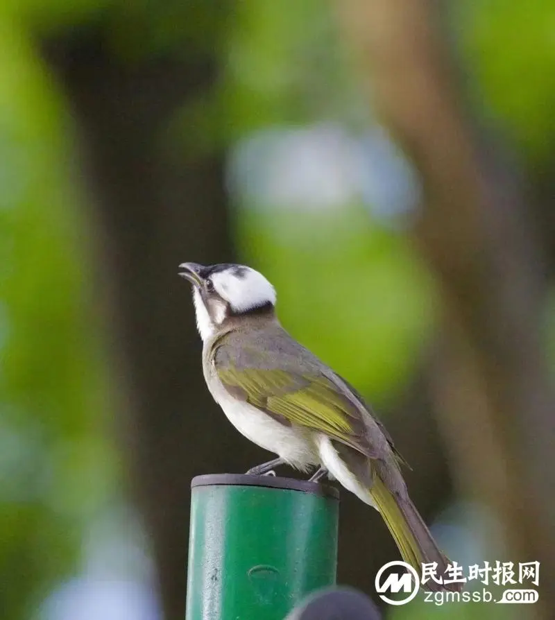 上海封控的57天里 一群普通人在阳台识别出79种鸟