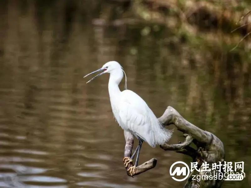 上海封控的57天里 一群普通人在阳台识别出79种鸟
