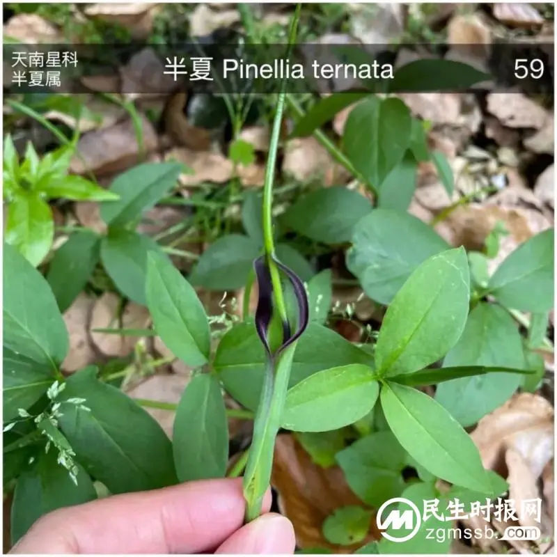 上海封控的57天里 一群普通人在阳台识别出79种鸟