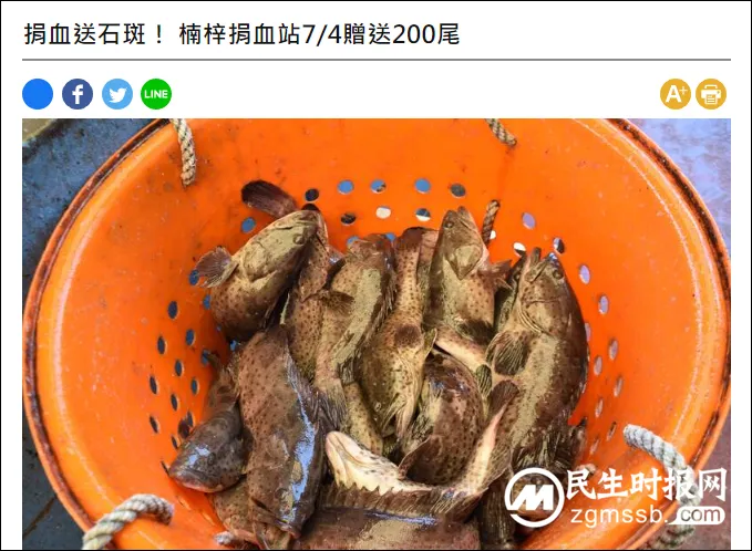 台军助吃石斑鱼被骂“很衰，一直吃滞销的东西”