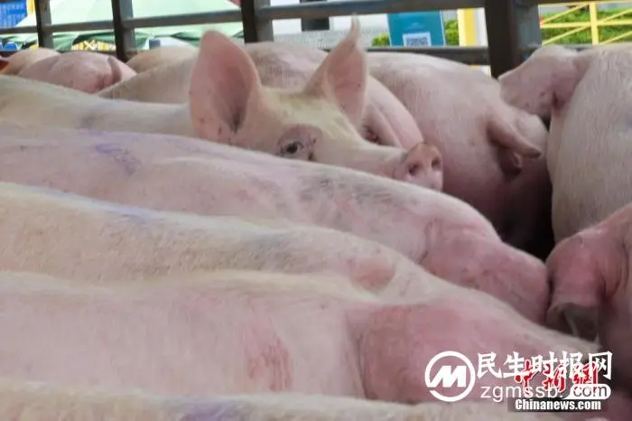 两天三次！官方出手稳价 生猪价格回调