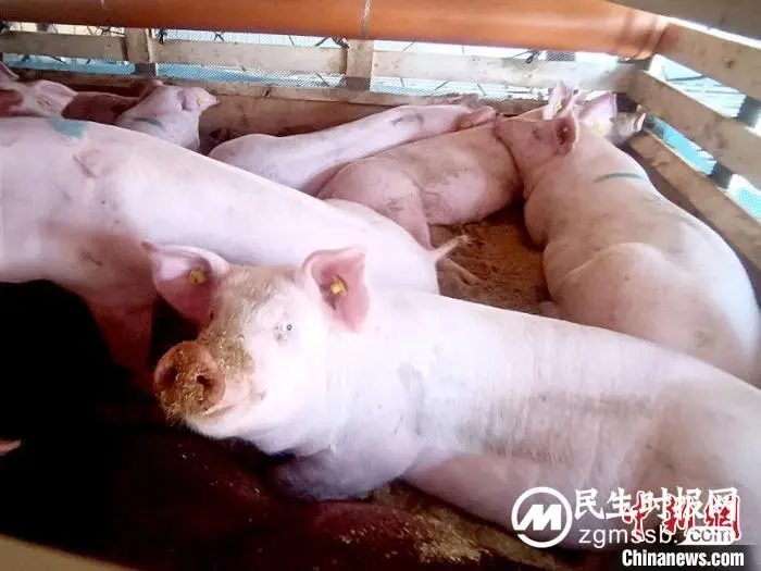 两天三次！官方出手稳价 生猪价格回调