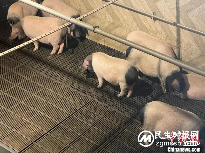 两天三次！官方出手稳价 生猪价格回调