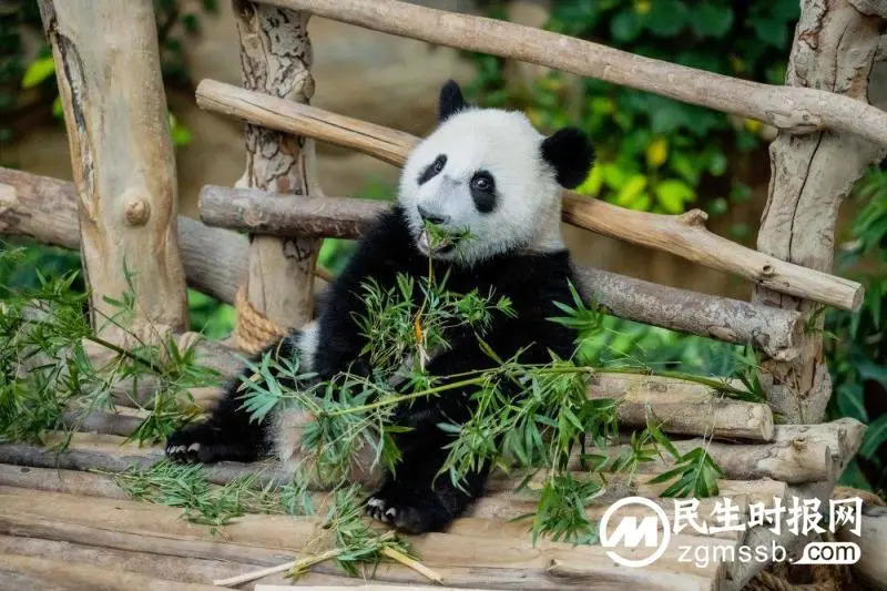 中国旅马大熊猫“靓靓”的第三只宝宝取名“升谊”