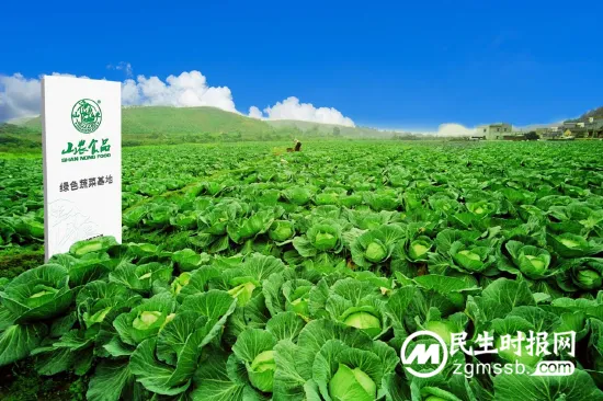 新鲜还美味,这道预制“小菜”很治愈! 新鲜还美味,这道预制“小菜”很治愈!