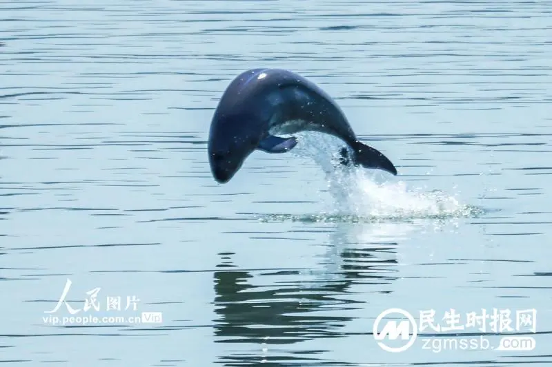 湖北宜昌：江豚跃出水面