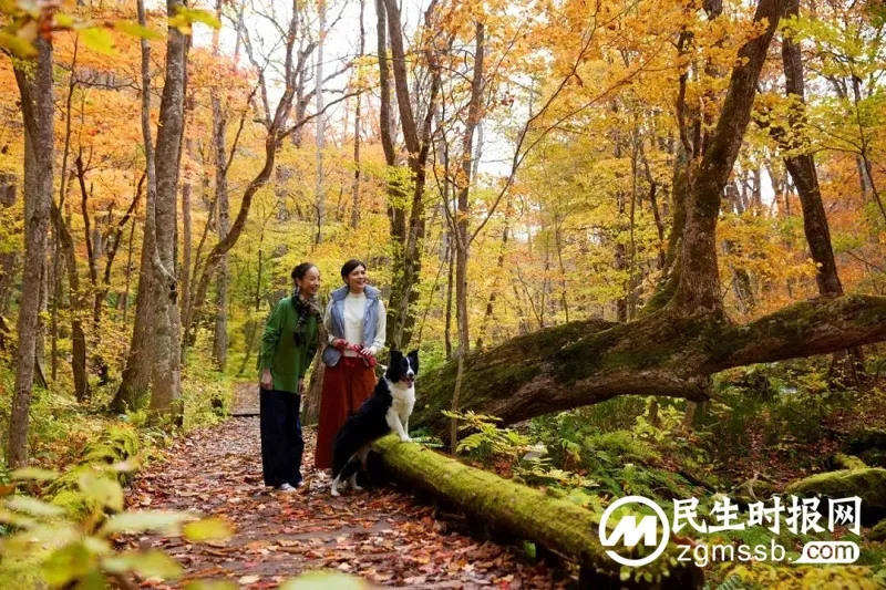 带上宠物去度假 - 星野集团“和爱犬一起旅行”活动 带上宠物去度假 - 星野集团“和爱犬一起旅行”活动