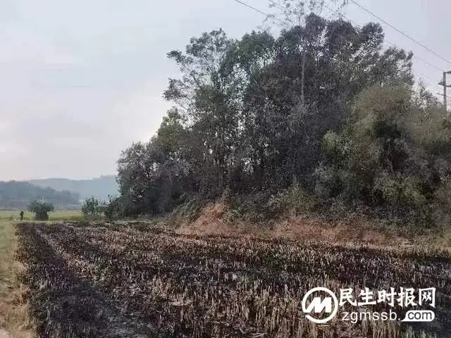 焚烧秸秆引发山火，云湖桥一村民受到行政处罚