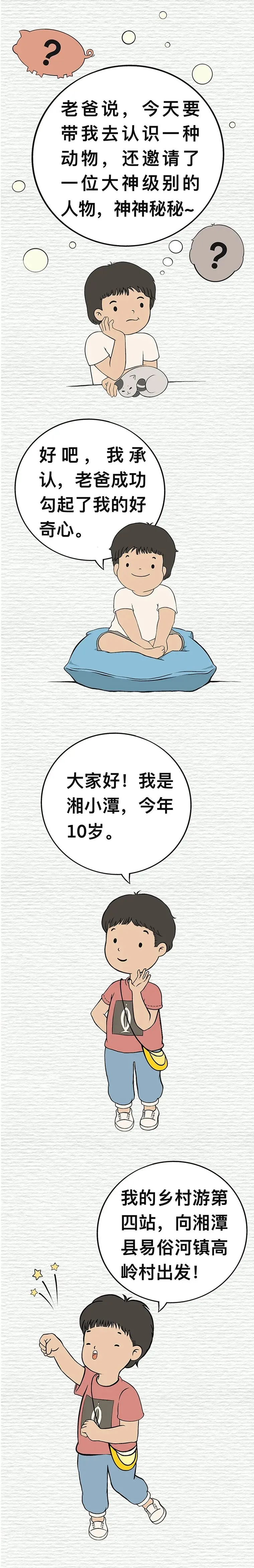沙子岭猪，是如何成为湘潭“名片”的？