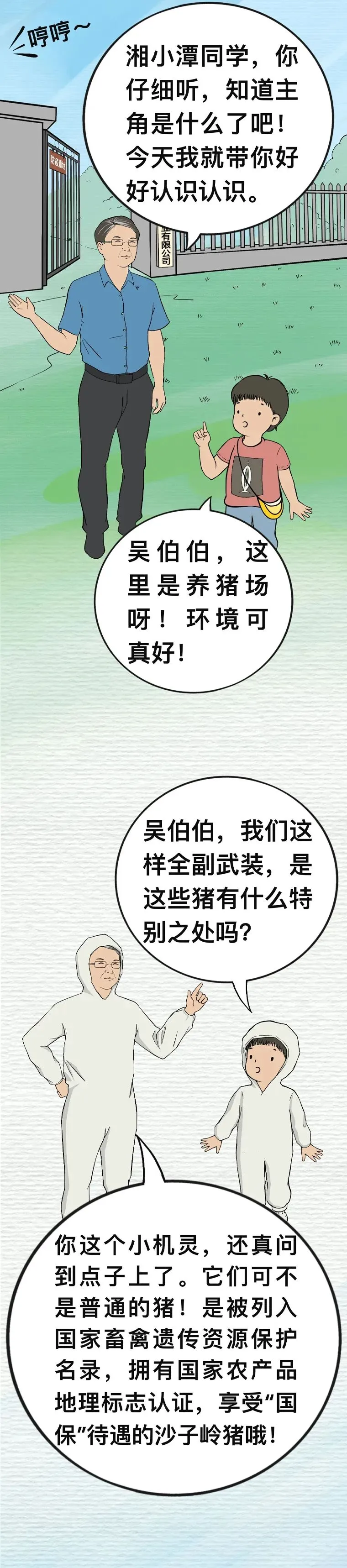 沙子岭猪，是如何成为湘潭“名片”的？