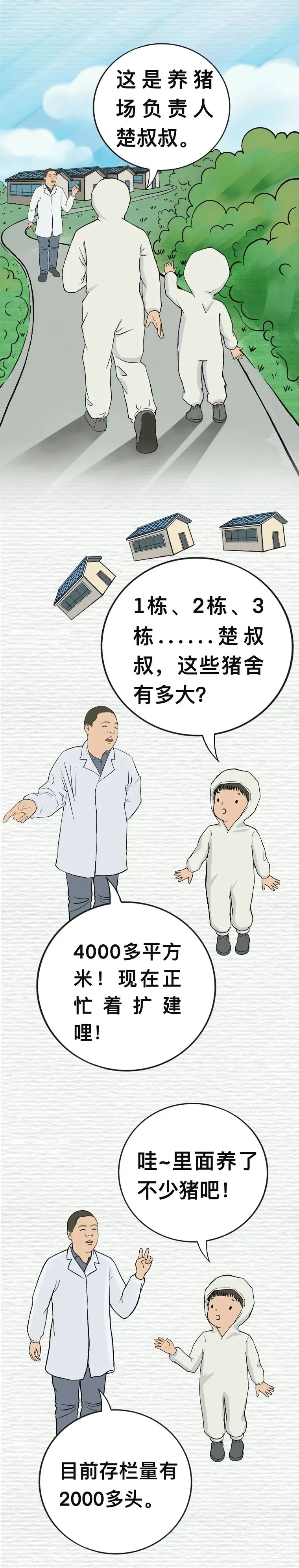 沙子岭猪，是如何成为湘潭“名片”的？