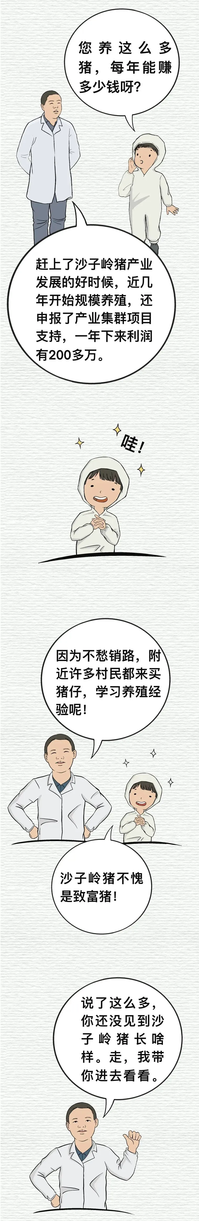 沙子岭猪，是如何成为湘潭“名片”的？