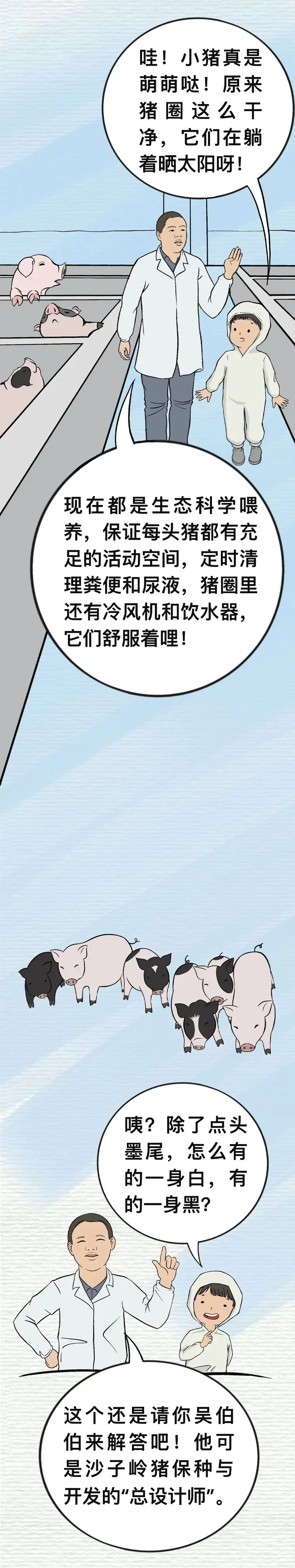 沙子岭猪，是如何成为湘潭“名片”的？