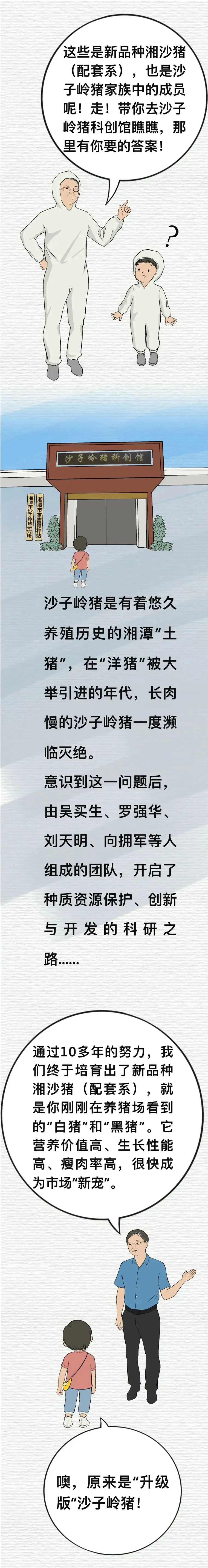 沙子岭猪，是如何成为湘潭“名片”的？