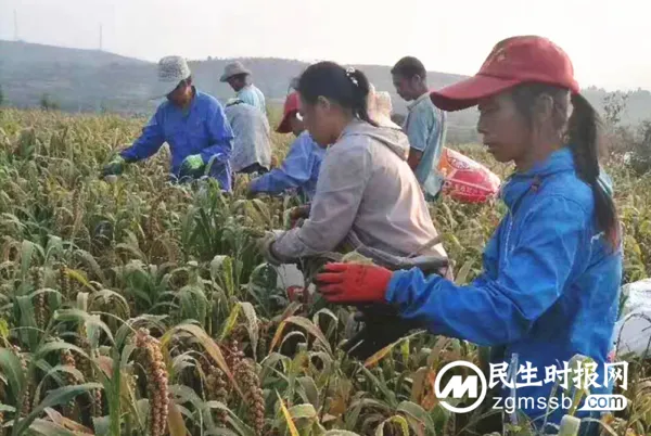 绿色农产品走出太行山
