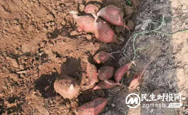 绿色农产品走出太行山