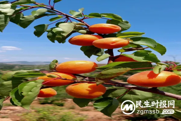 绿色农产品走出太行山