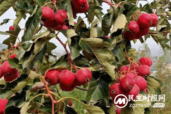绿色农产品走出太行山