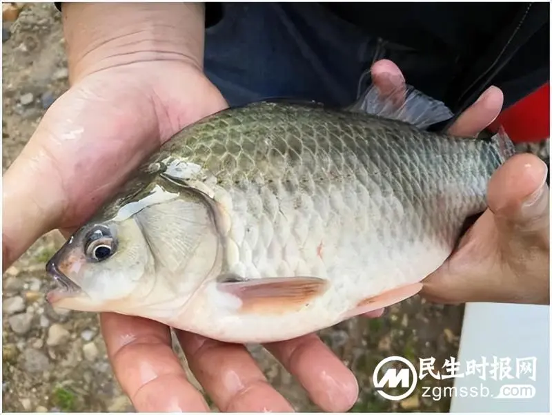 湘潭市“三个结合”筑牢畜禽水产品质量安全网 湘潭市“三个结合”筑牢畜禽水产品质量安全网