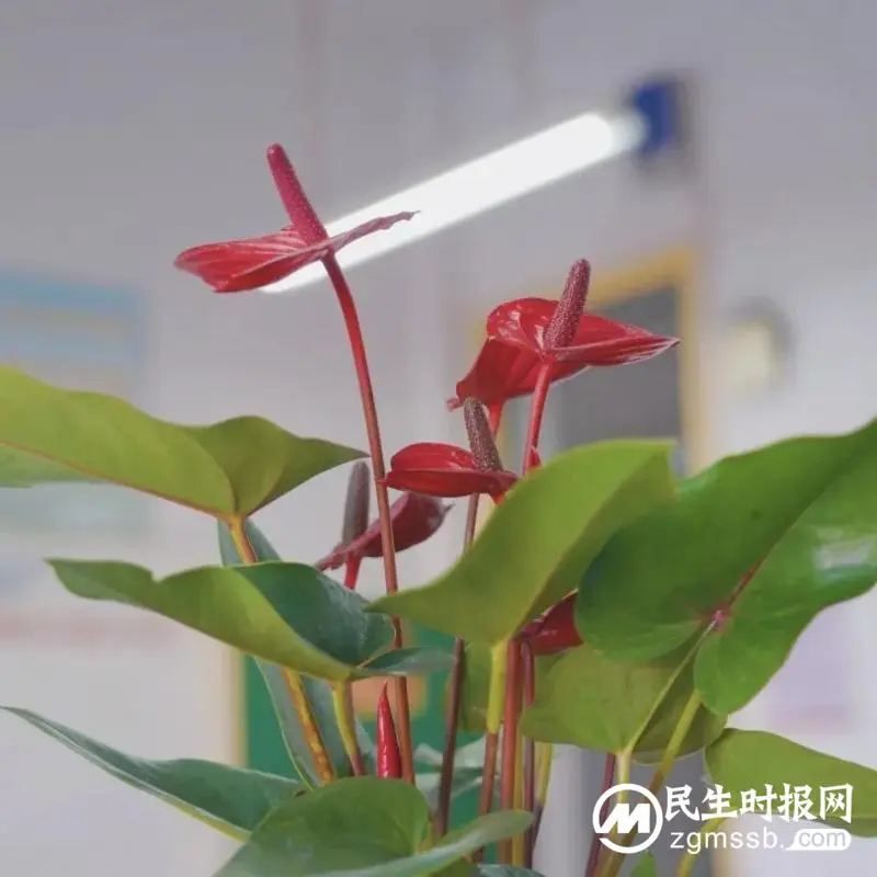 书香雅室 “境”润师心——湘潭市一中开展“文明卫生办公室”评比活动
